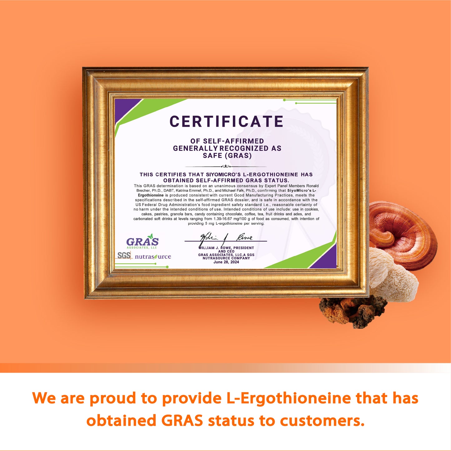 Nutri Academy Mushroom Coffee